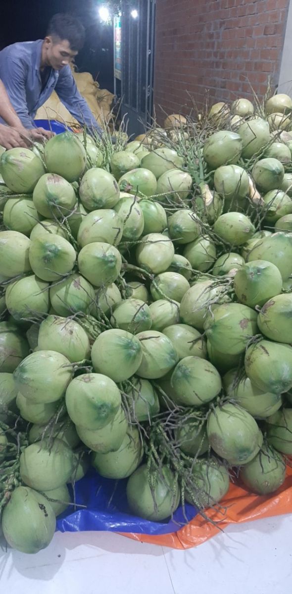 Cung cấp dừa tươi số lượng lớn