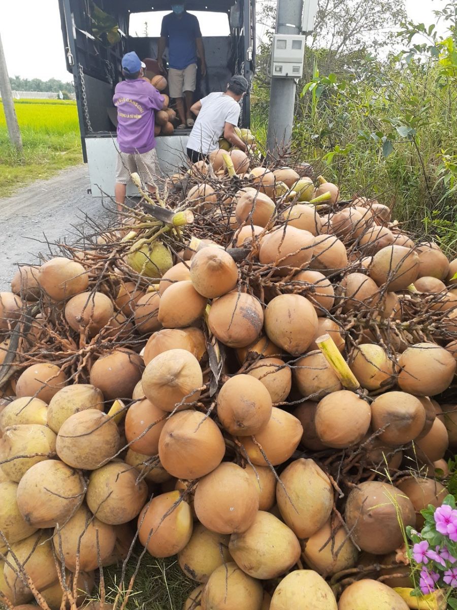 Sỉ dừa tươi số lượng lớn