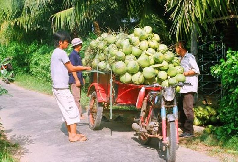 bỏ mối dừa bến tre tại tphcm