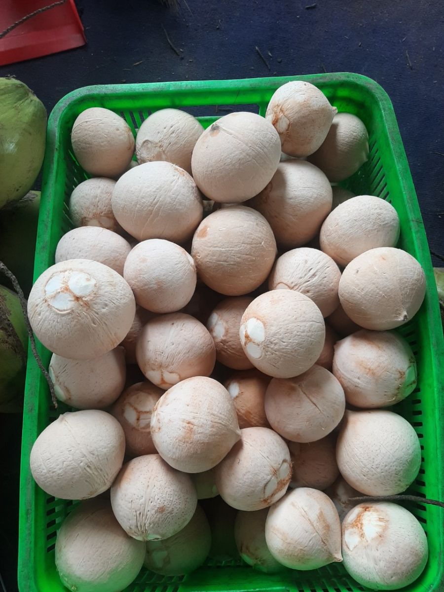 dừa xiêm gọt trọc bến tre