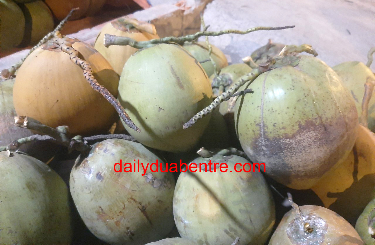 dừa vẽ nghệ thuật chưng tết