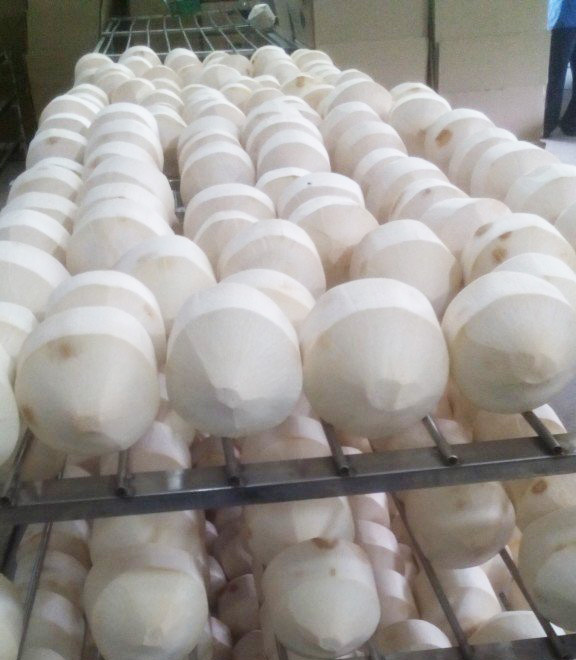 gia công dừa tươi xuất khẩu
