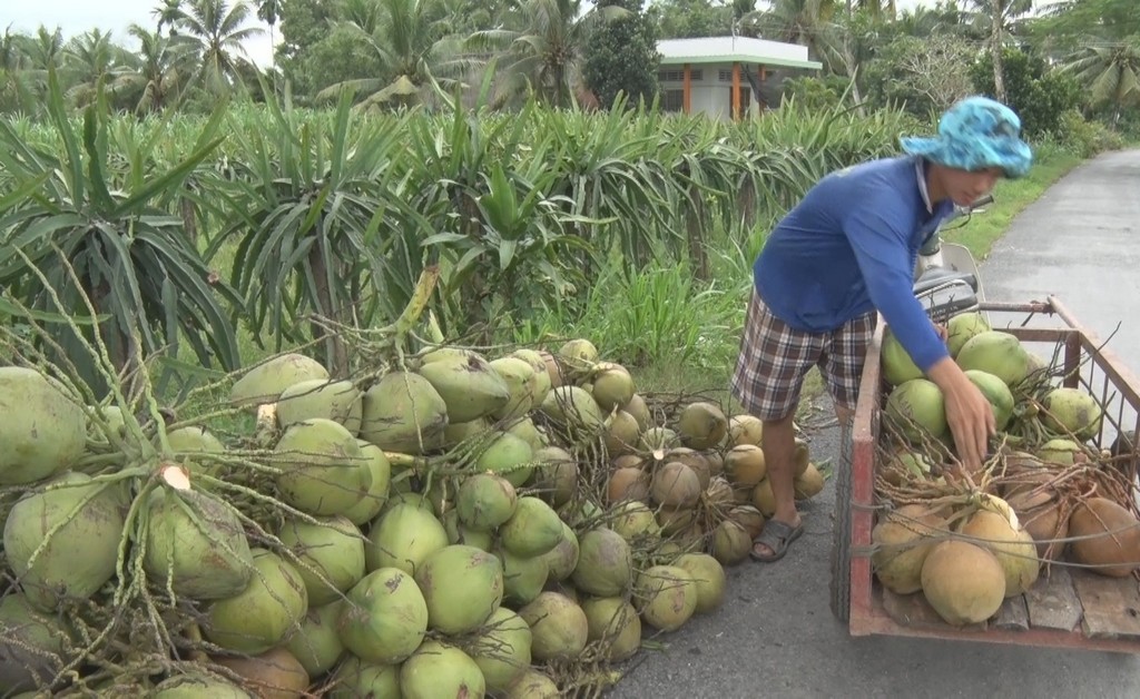 vựa dừa ở sài gòn giá rẻ