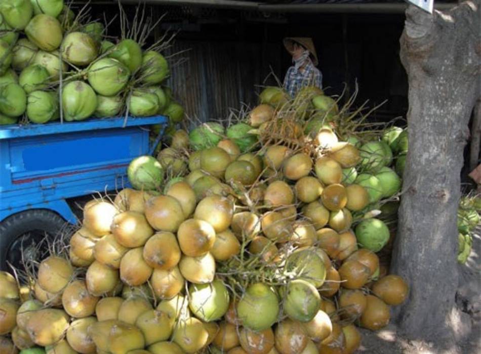 vựa dửa ở sài gòn